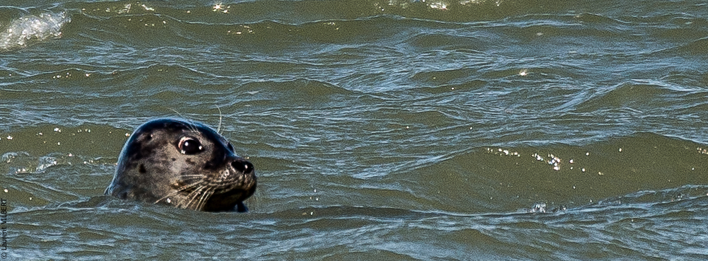 Baie de Somme 20190325-137