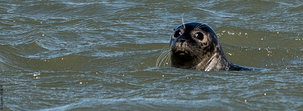 Baie de Somme 20190325-138