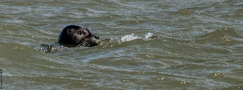 Baie de Somme 20190325-139