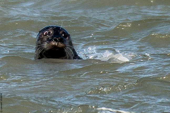 Baie de Somme 20190325-140