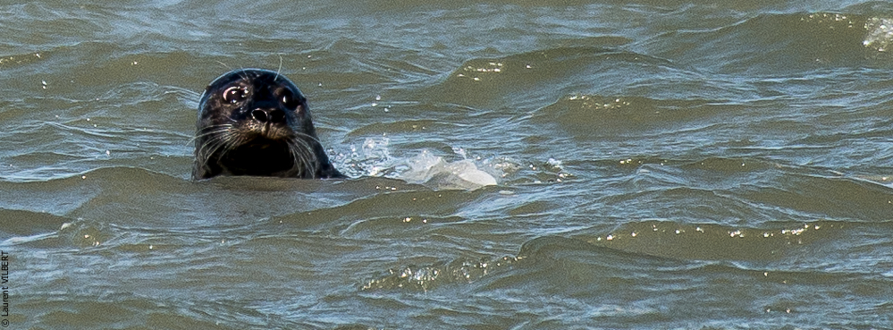 Baie de Somme 20190325-140