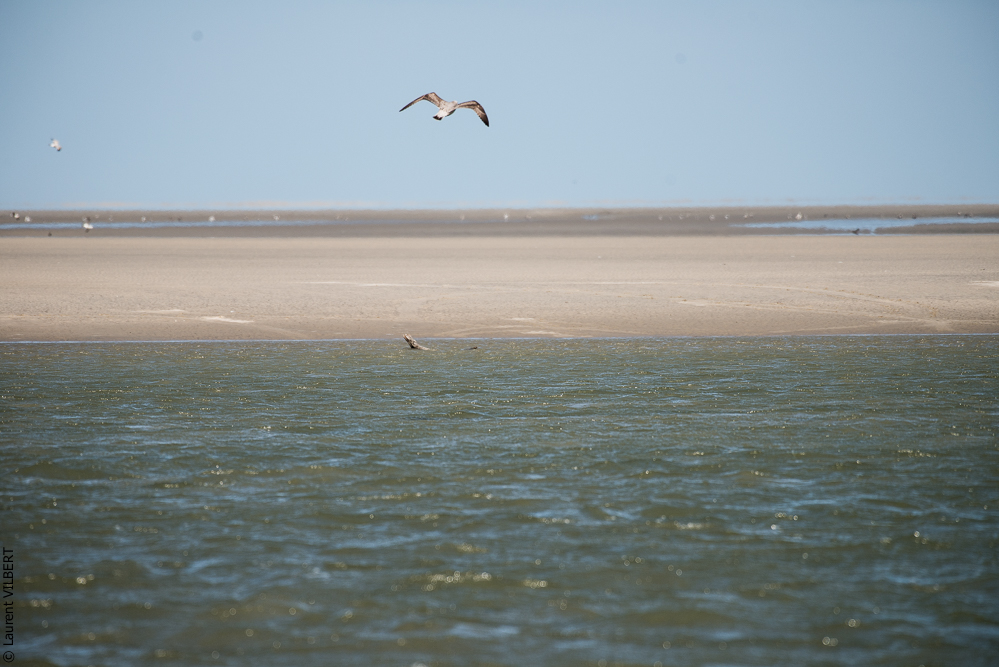 Baie de Somme 20190325-144