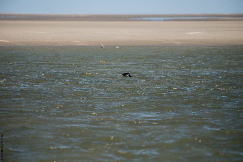Baie de Somme 20190325-148