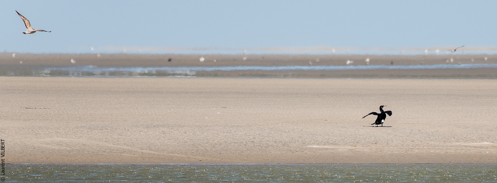 Baie de Somme 20190325-157