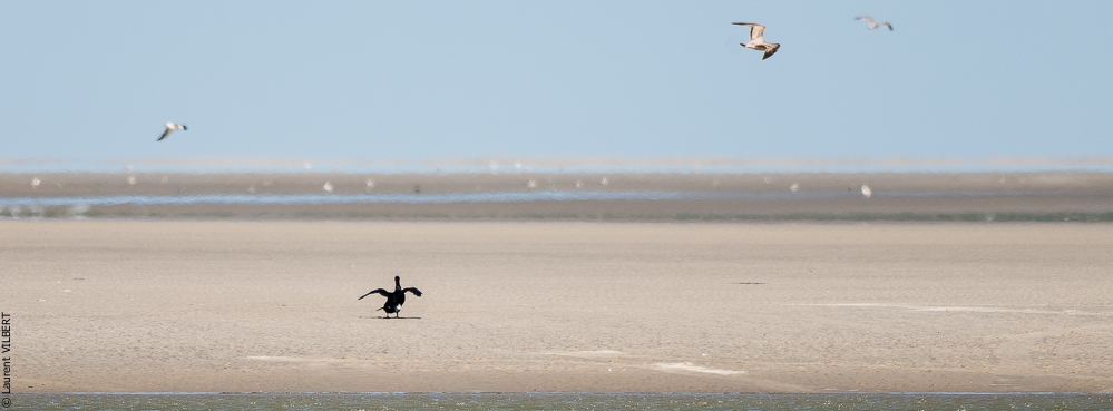 Baie de Somme 20190325-158