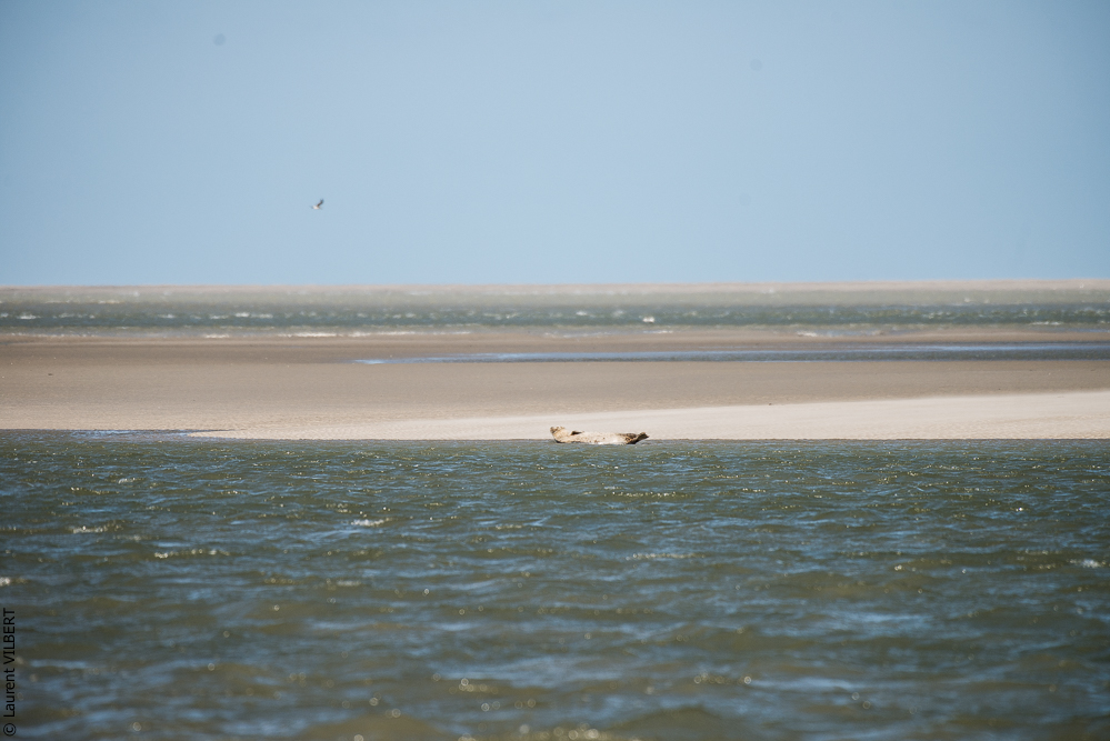 Baie de Somme 20190325-161