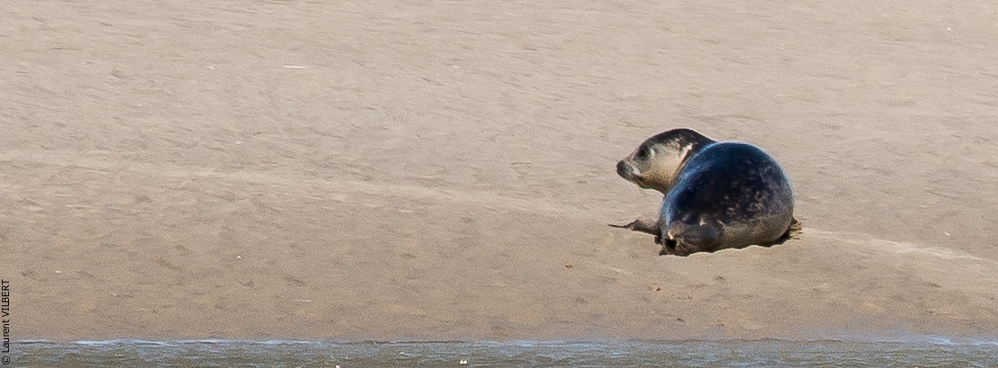 Baie de Somme 20190325-163