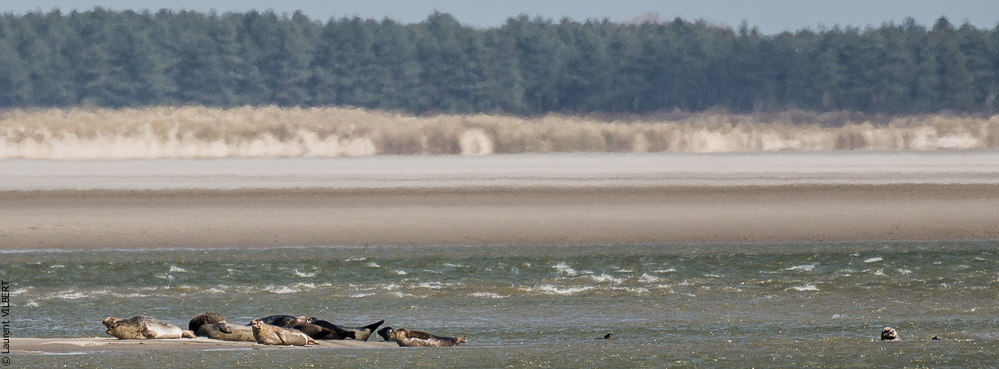 Baie de Somme 20190325-166