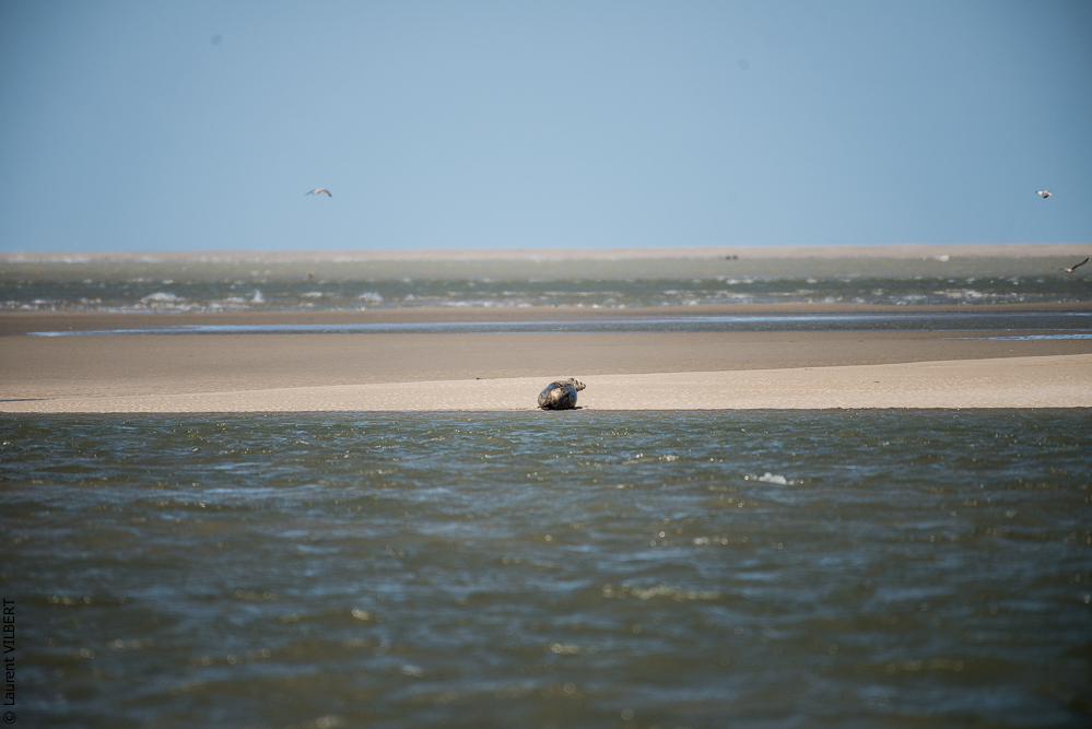 Baie de Somme 20190325-175