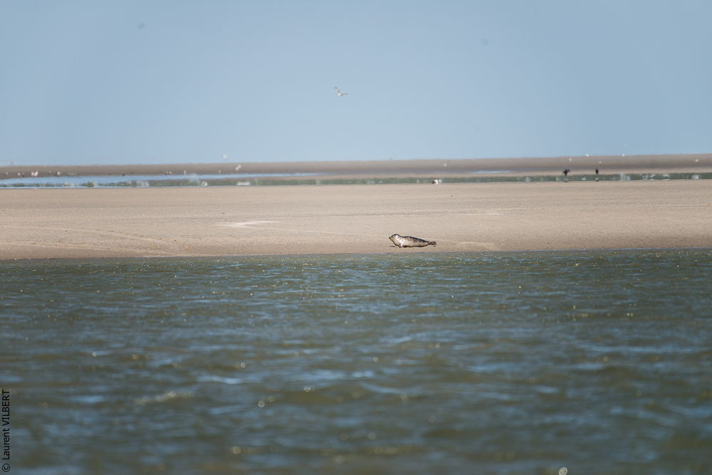 Baie de Somme 20190325-177