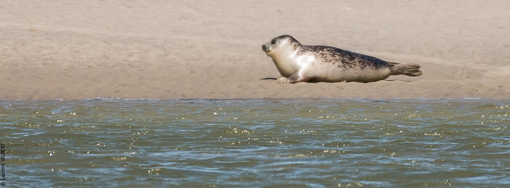 Baie de Somme 20190325-178
