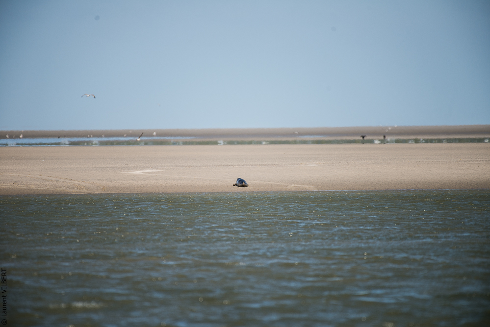 Baie de Somme 20190325-180