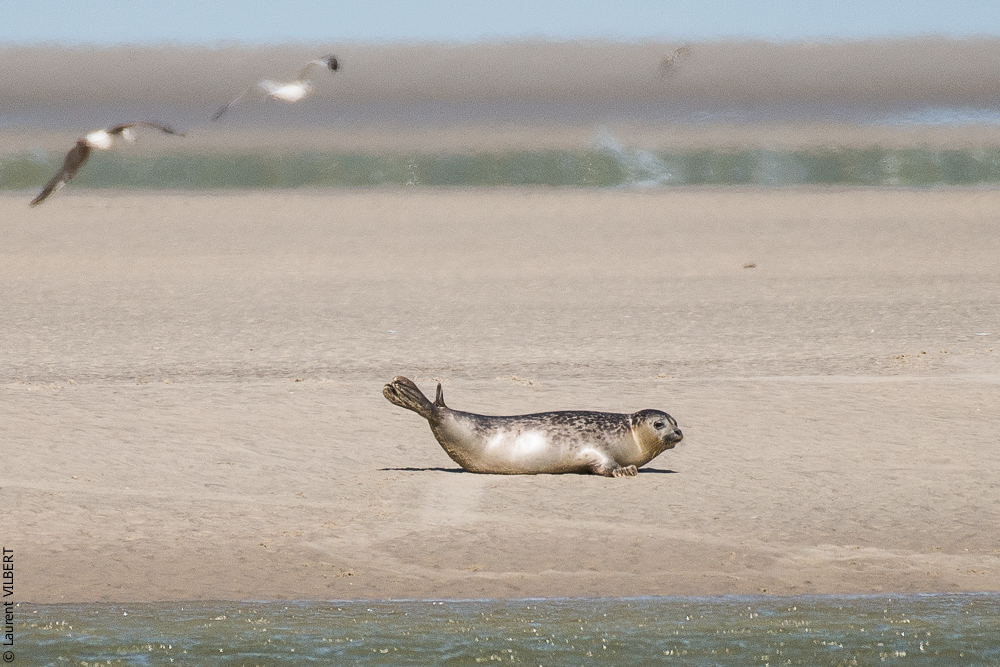 Baie de Somme 20190325-181