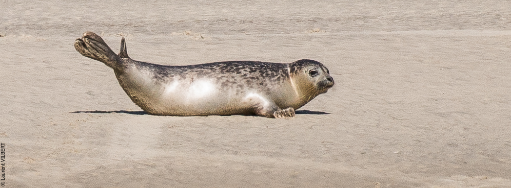 Baie de Somme 20190325-181