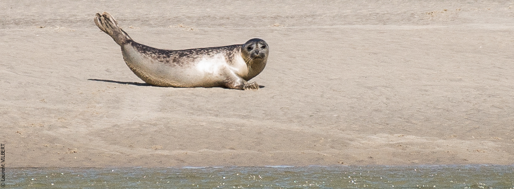 Baie de Somme 20190325-182