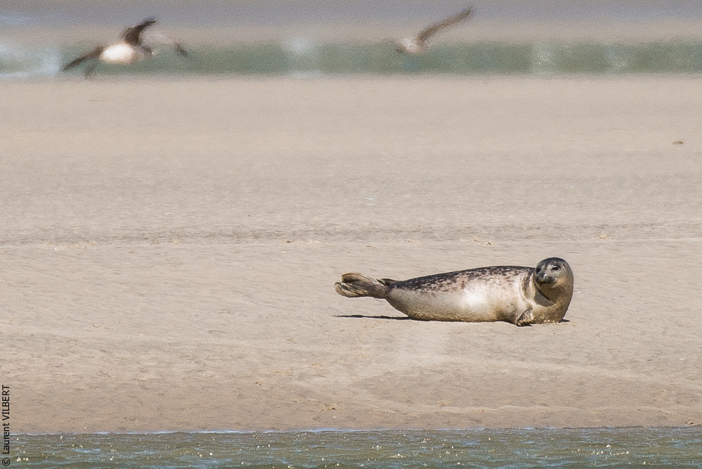 Baie de Somme 20190325-183