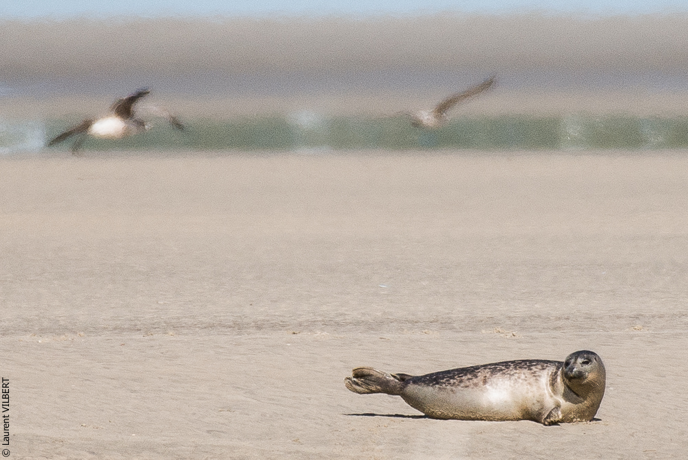 Baie de Somme 20190325-183