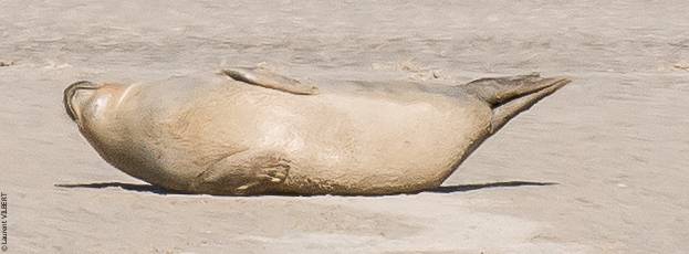 Baie de Somme 20190325-185
