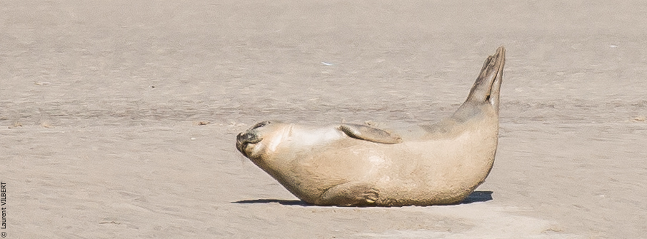 Baie de Somme 20190325-186