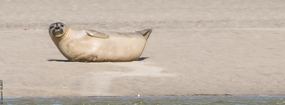 Baie de Somme 20190325-188