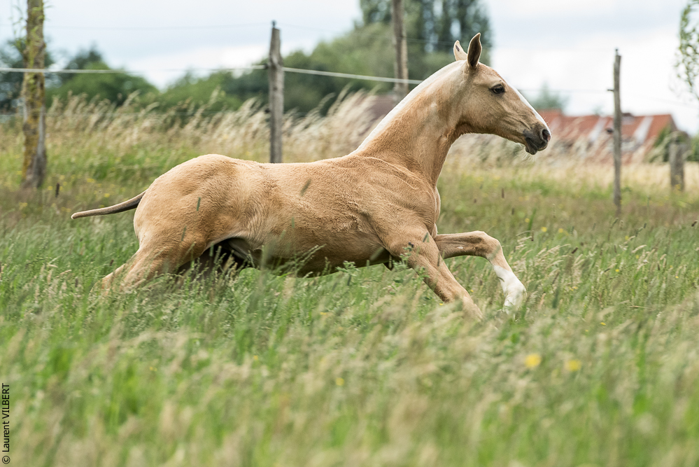 do Luar 20200705-0054