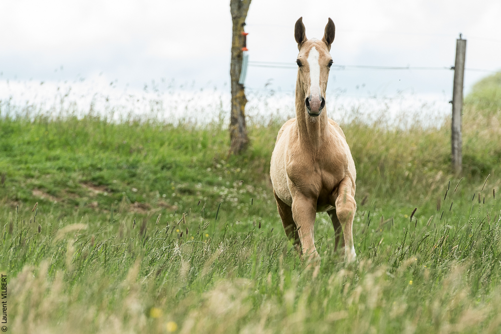 do Luar 20200705-0061