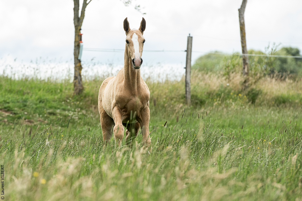 do Luar 20200705-0062