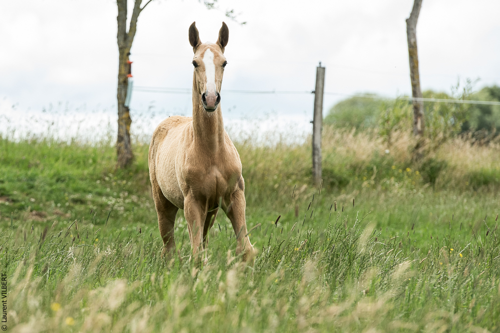 do Luar 20200705-0063