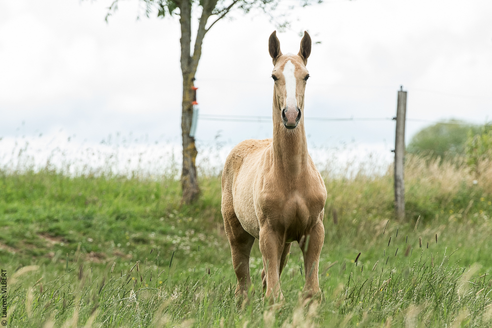 do Luar 20200705-0064
