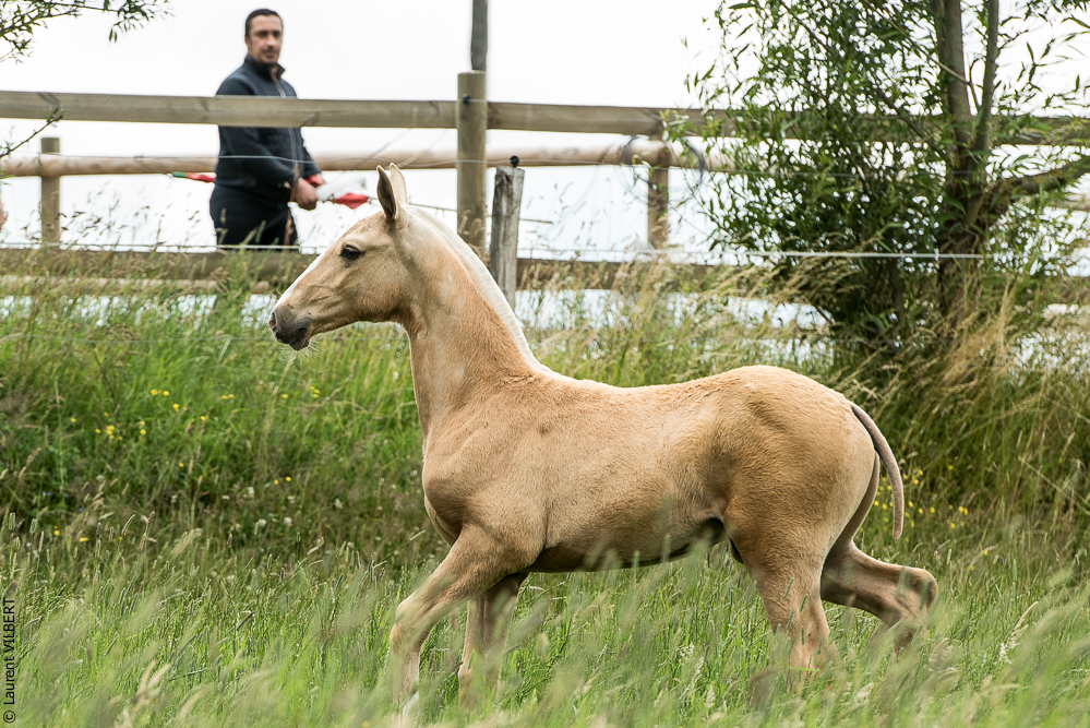 do Luar 20200705-0068