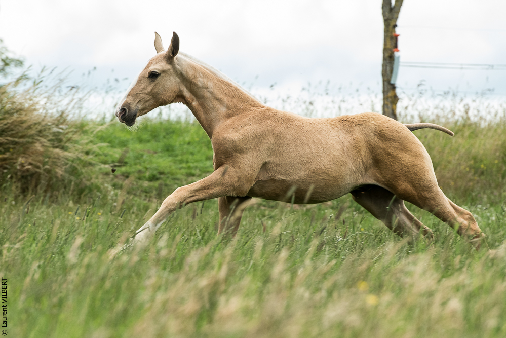 do Luar 20200705-0071