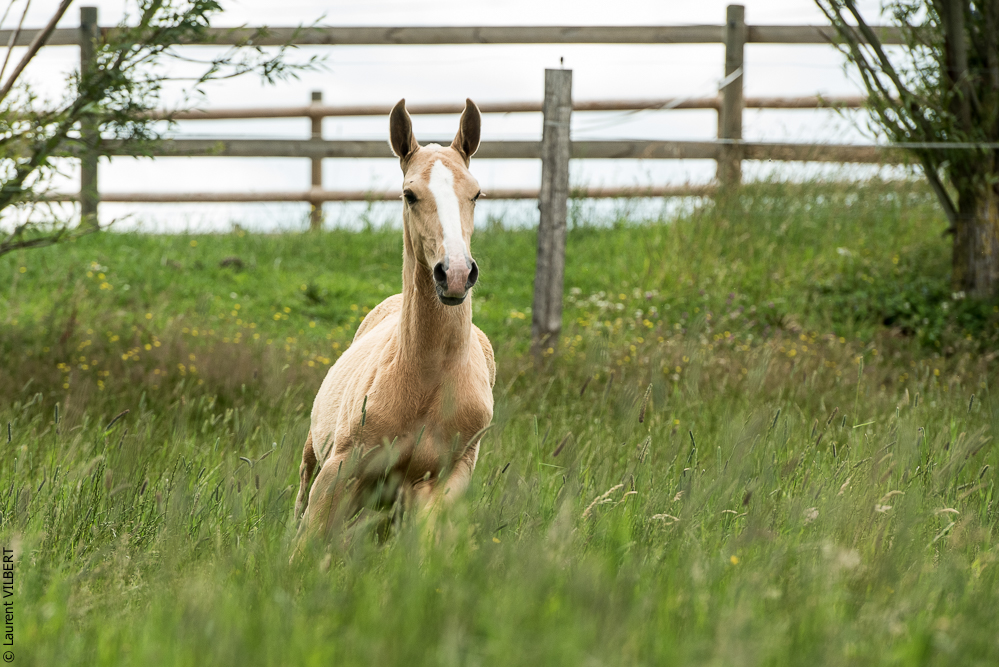 do Luar 20200705-0075