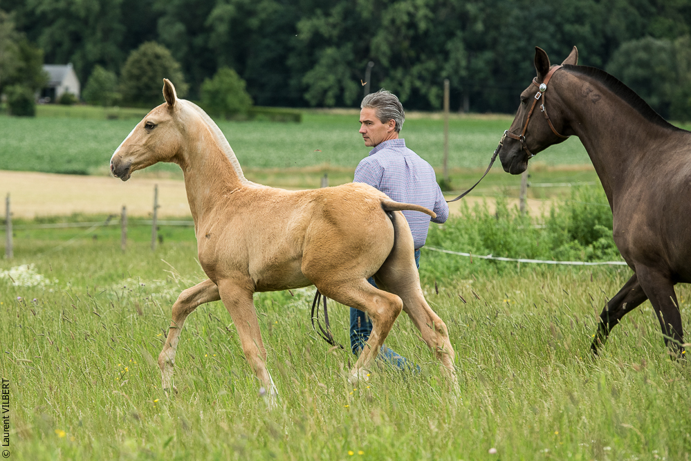 do Luar 20200705-0085