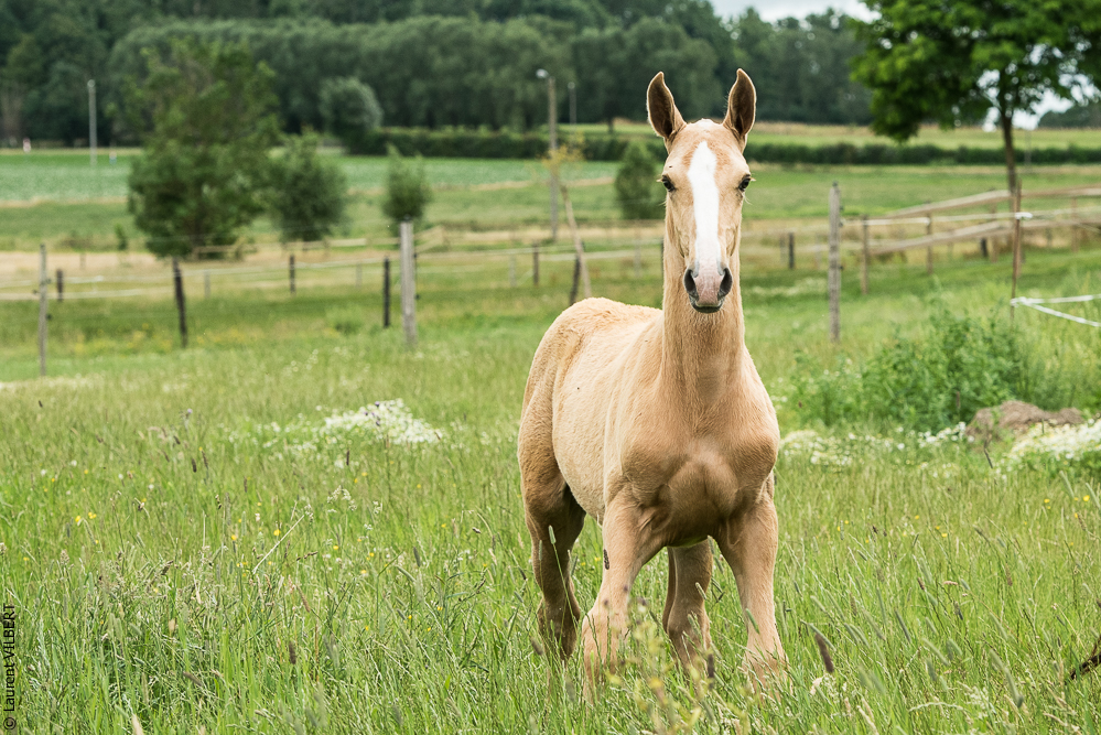 do Luar 20200705-0095