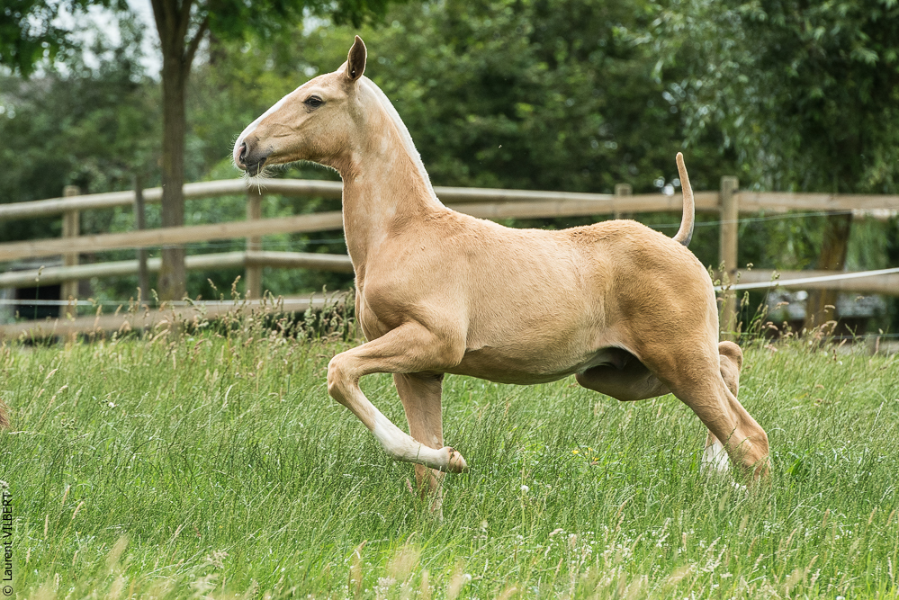 do Luar 20200705-0113