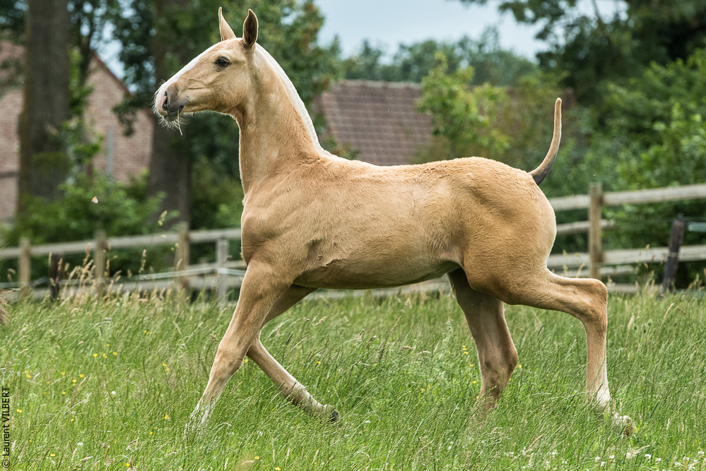 do Luar 20200705-0116