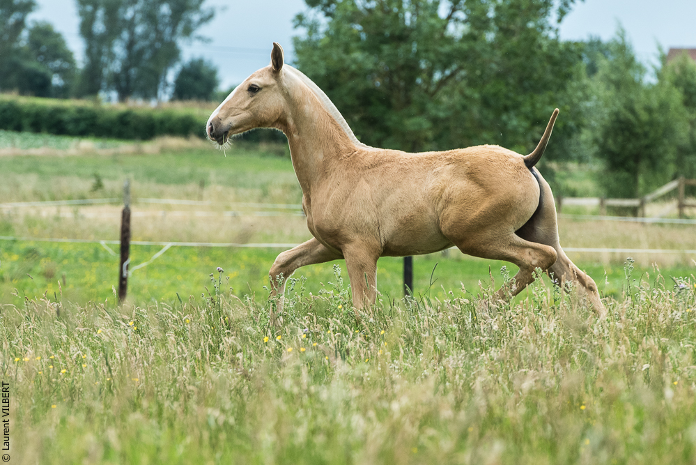 do Luar 20200705-0125