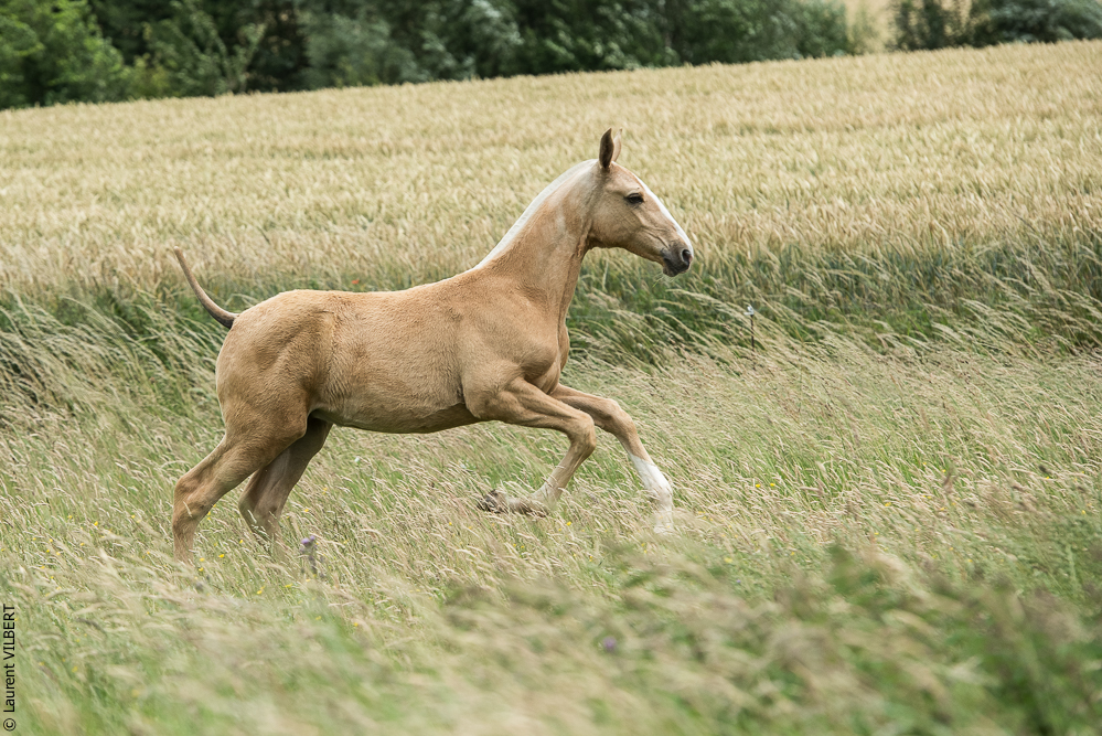 do Luar 20200705-0143