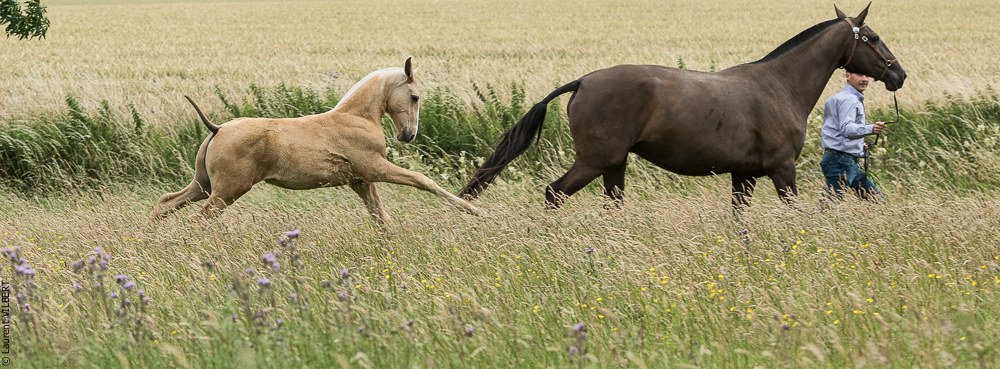 do Luar 20200705-0147