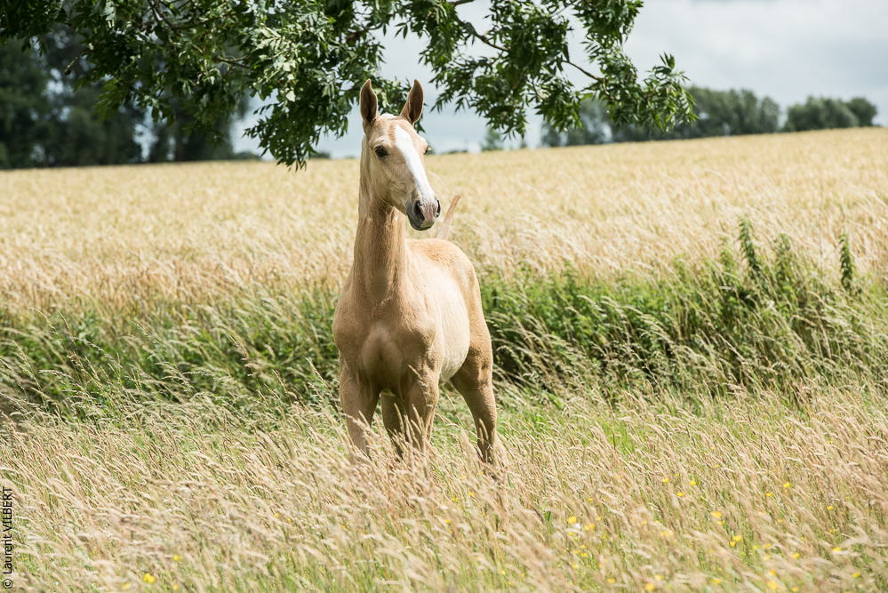 do Luar 20200705-0156