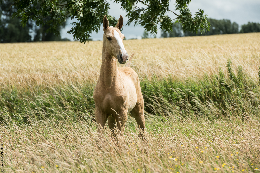 do Luar 20200705-0157