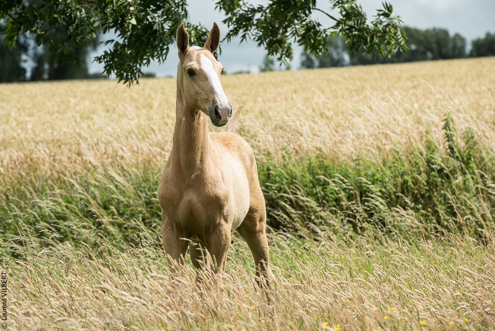 do Luar 20200705-0158