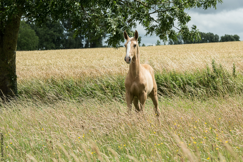do Luar 20200705-0159