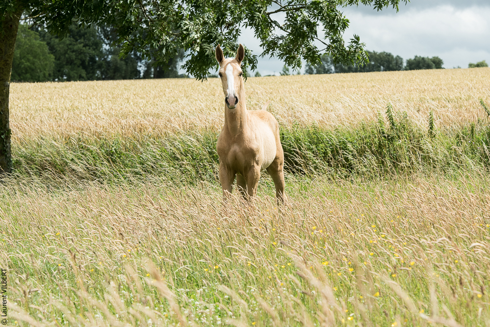do Luar 20200705-0160