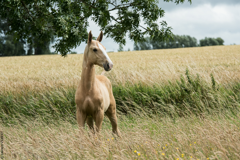 do Luar 20200705-0167