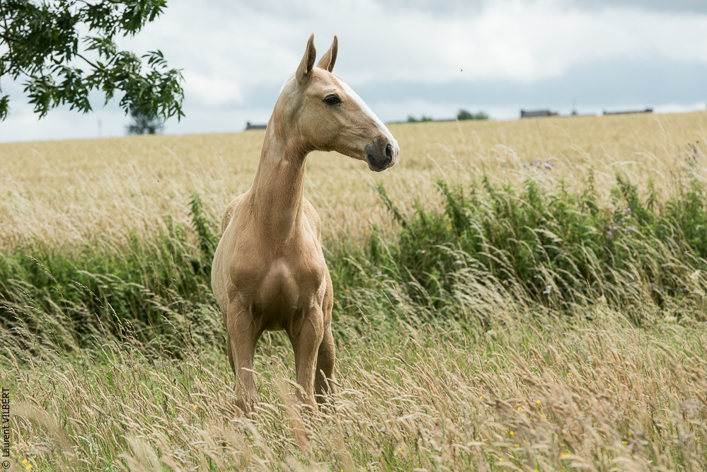 do Luar 20200705-0168