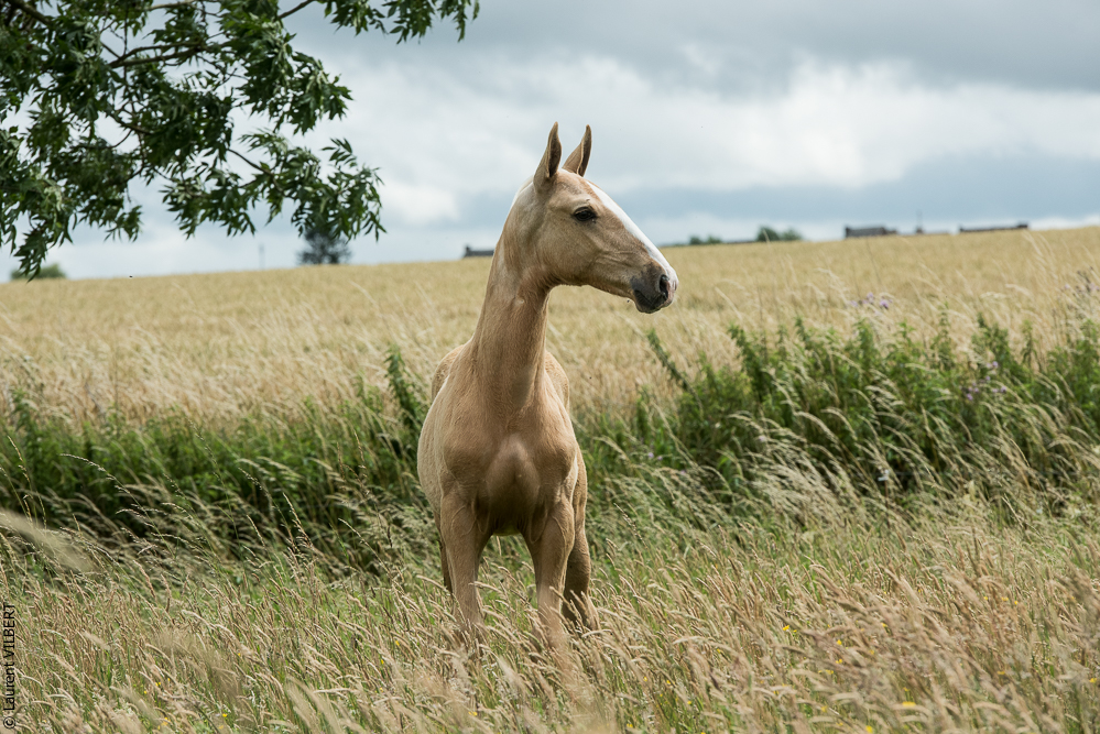 do Luar 20200705-0169
