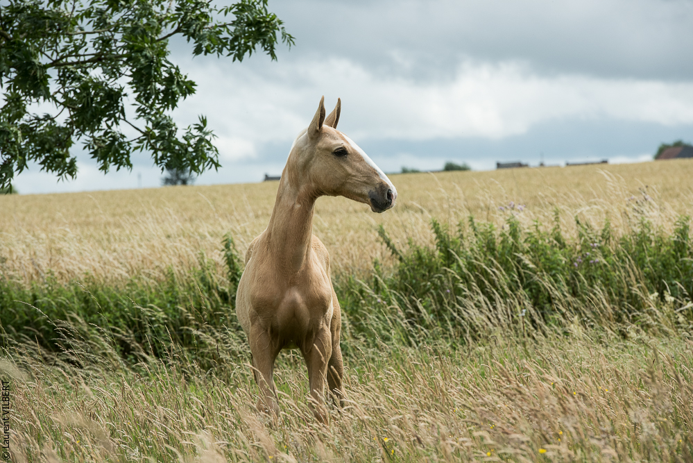 do Luar 20200705-0170