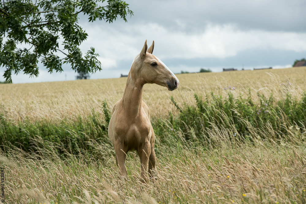 do Luar 20200705-0171