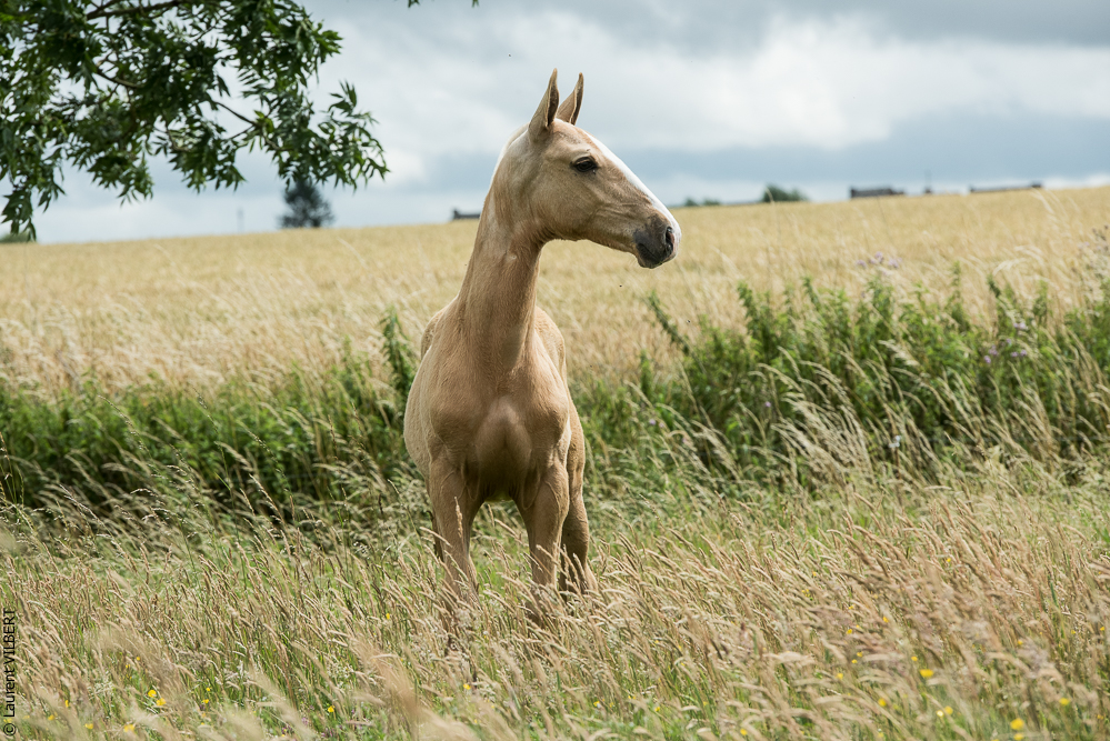 do Luar 20200705-0172